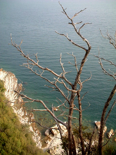 Tronchi